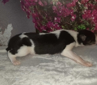 1male1-2