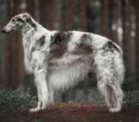 filipp